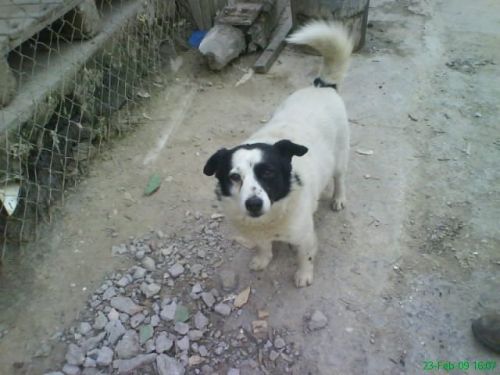 pippo1