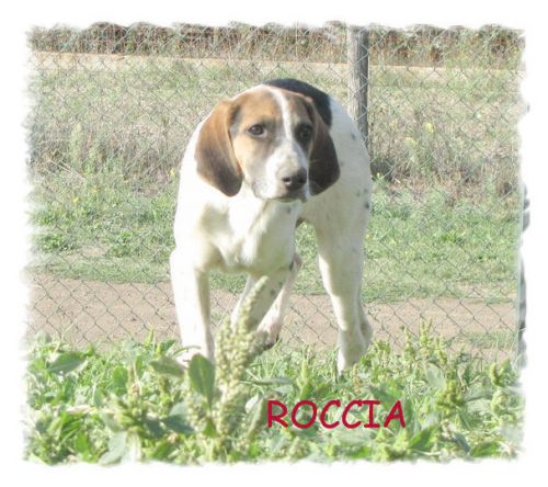roccia_vol1