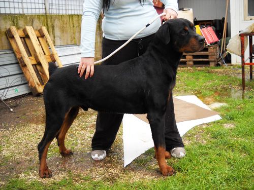 rotgigante1