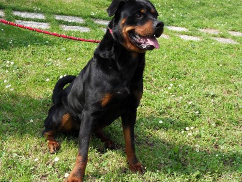 rott1