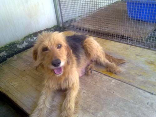 sweety-canile-di-rieti