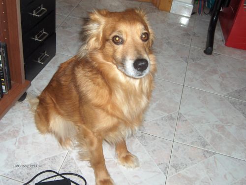 taro
