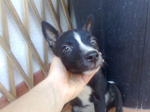 piccolina