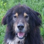 1034-04_Balto_3