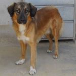 1133-10_canile-comunale_1