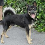 1236-09_canile-muratella_1
