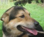 1_Ross-hotel-cani-e-gatti