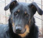 1_rachele_hotel-cani-e-gatti_1