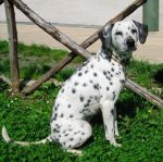 2194-08_canile-muratella_1