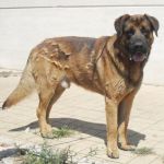 307-10_canile_muratella1
