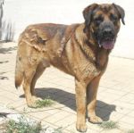 307-10_canile_muratella2