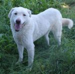 915-05_Blanche_2