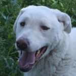 915-05_Blanche_3