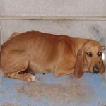 922-10_canile-muratella_3