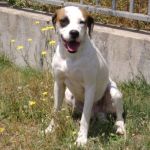 983-10_canile_muratella_1