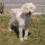 986-10_canile-muratella_2