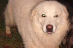 ARTURO