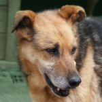 Asia_ex_poverello_3