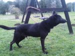 Asti1