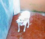 Camillo3