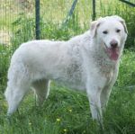 Charlotte_ex_poverello