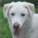 Charlotte_ex_poverello_3