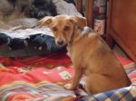 Chicca1