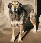 Ciccio_ex_poverello_1