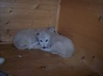 Cuccioli2