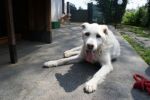 Drago_21.4.2010_n._1