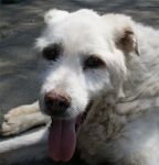 Drago_21.4.2010_n._2