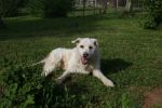 Drago_21.4.2010_n._3