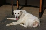 Drago_21.4.2010_n._6