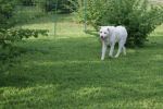Drago_21.4.2010_n._7