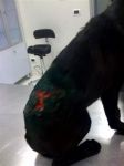 Ettore