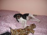 Fanny3