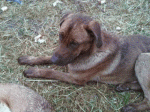 Galad