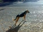 Lupette_di_Forano_11