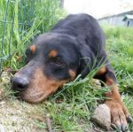 Margo_ex_poverello_1