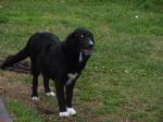 NERINA6