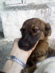 Paoletta