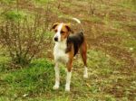 Pippiweb