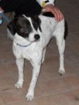 Pippo2