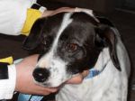 Pippo5