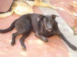Pippo_1