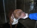 Rednose