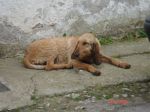 Segugia_1