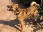 Tobia1