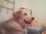 YAGO_2