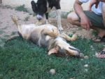 Zagor_coccole_2